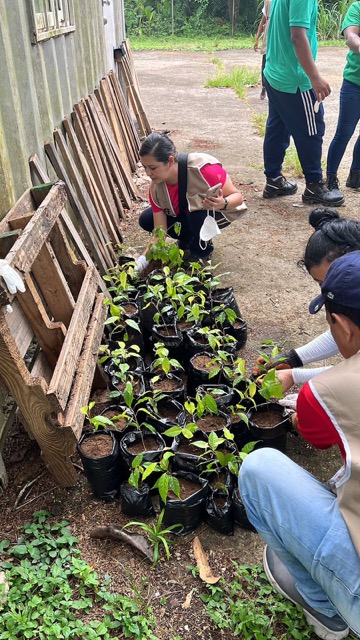 Cuidado de plantones para reforestación